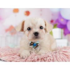 ♀︎チワプー:チワワ×トイプードル