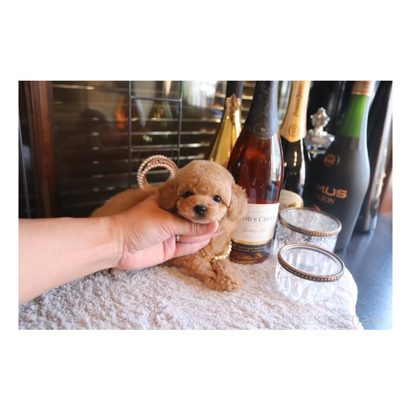 成約済の埼玉県のタイニープードル-435526の5枚目