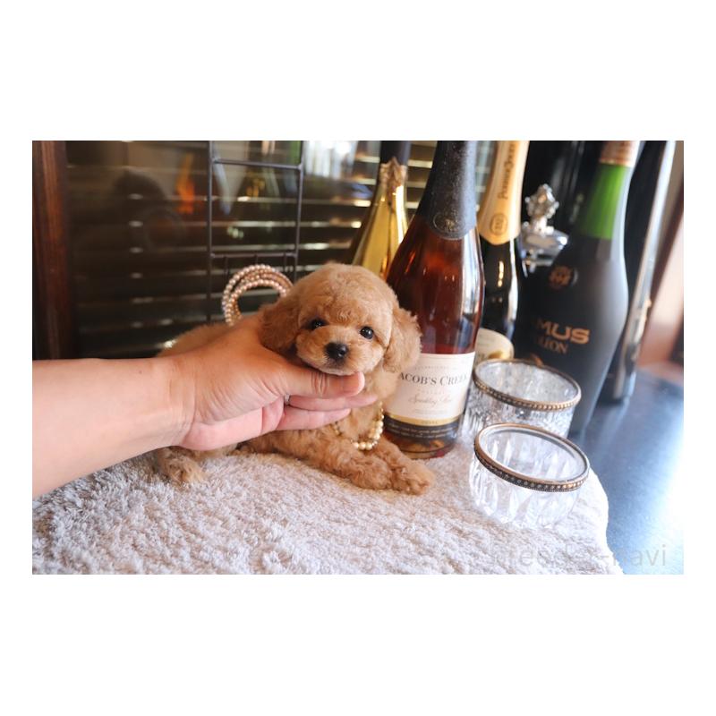 成約済の埼玉県のタイニープードル-435526の4枚目