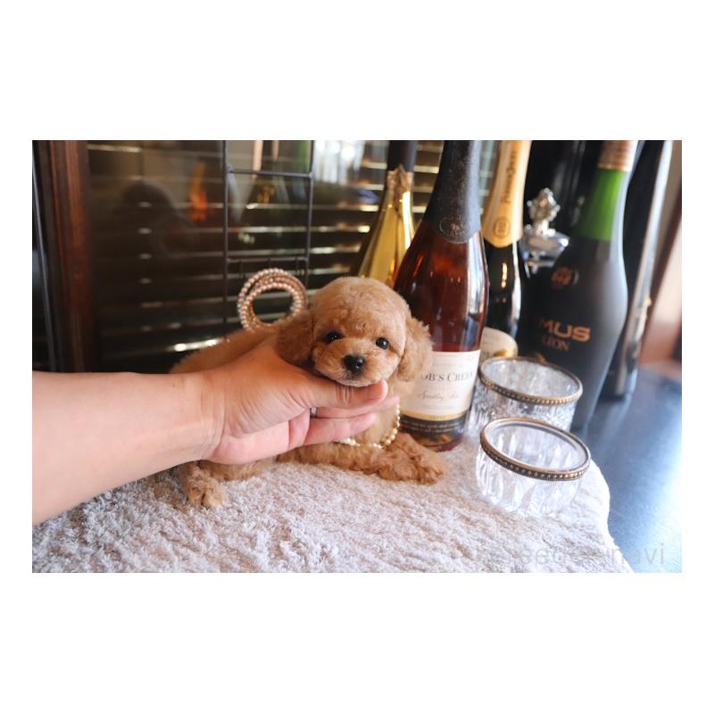 成約済の埼玉県のタイニープードル-435526の2枚目