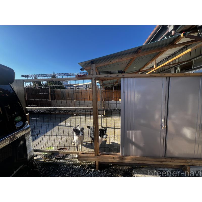 AIJIAXUブリーダーの詳細