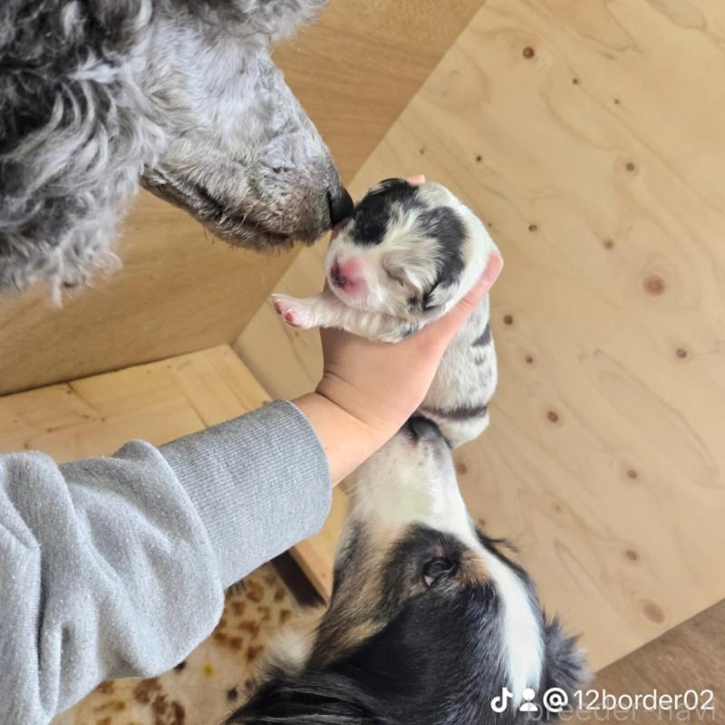 池田絵里香ブリーダーの詳細