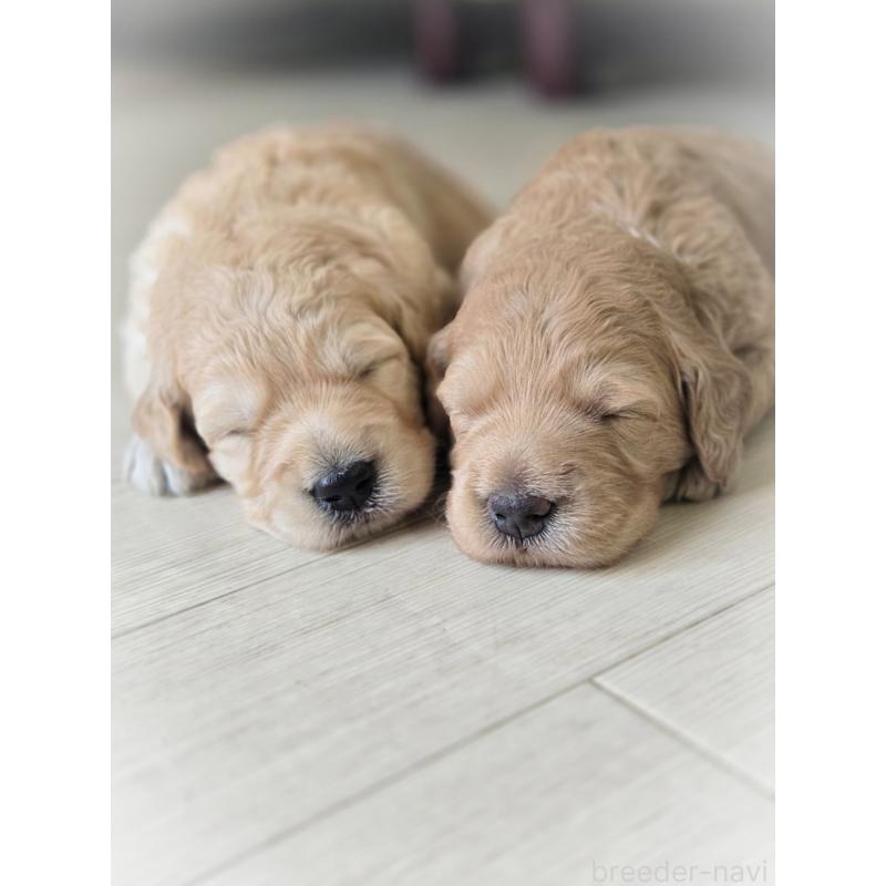 池田絵里香ブリーダーの詳細