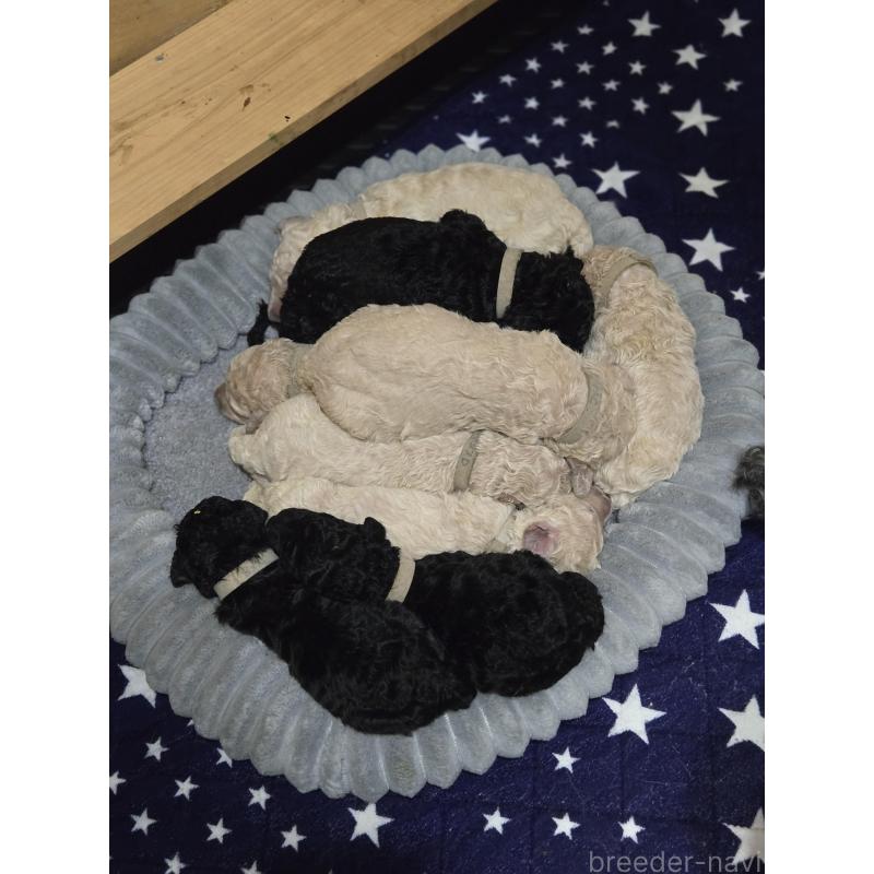 池田絵里香ブリーダーの詳細