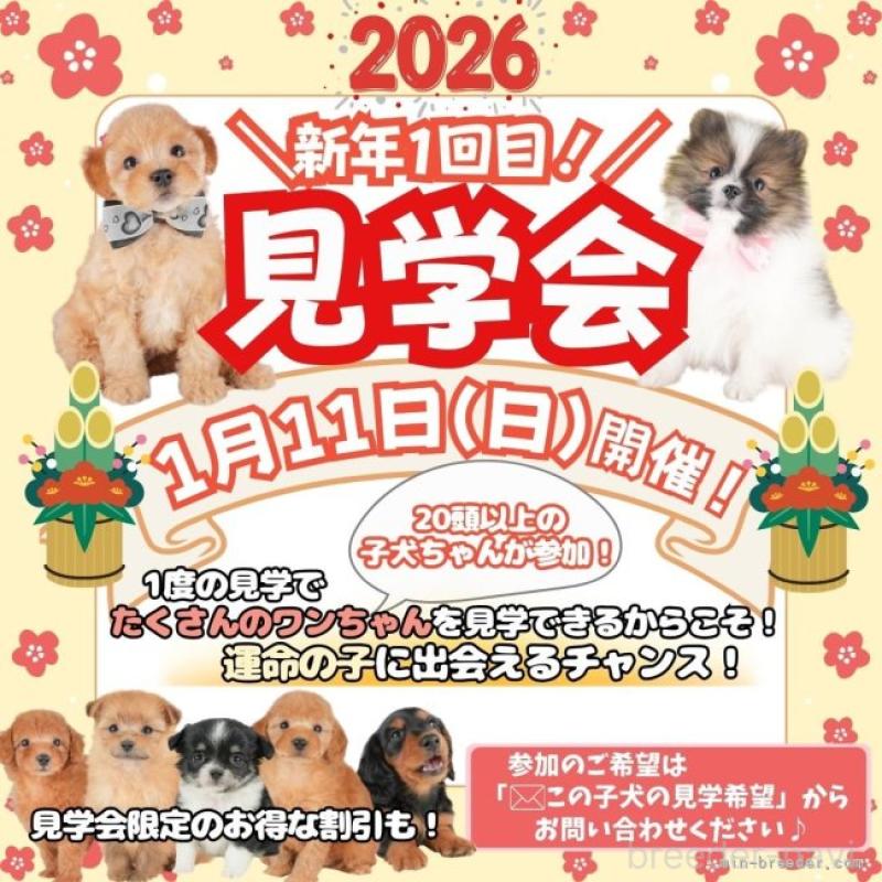 成約済の栃木県のトイプードル-425715の4枚目