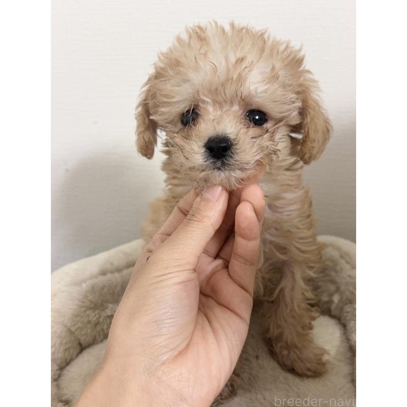 成約済の埼玉県のトイプードル-434976の2枚目