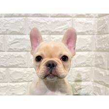 ♀︎フレンチブルドッグ