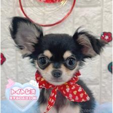 ♀︎チワワ(ロングコート)