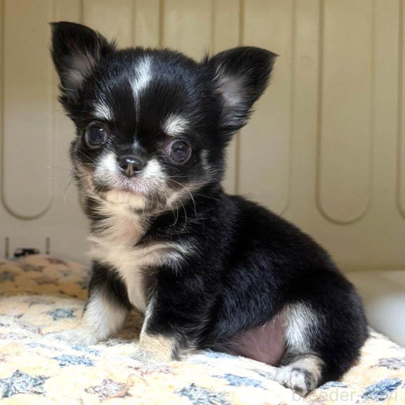 成約済の徳島県のチワワ(ロングコート)-436400の5枚目