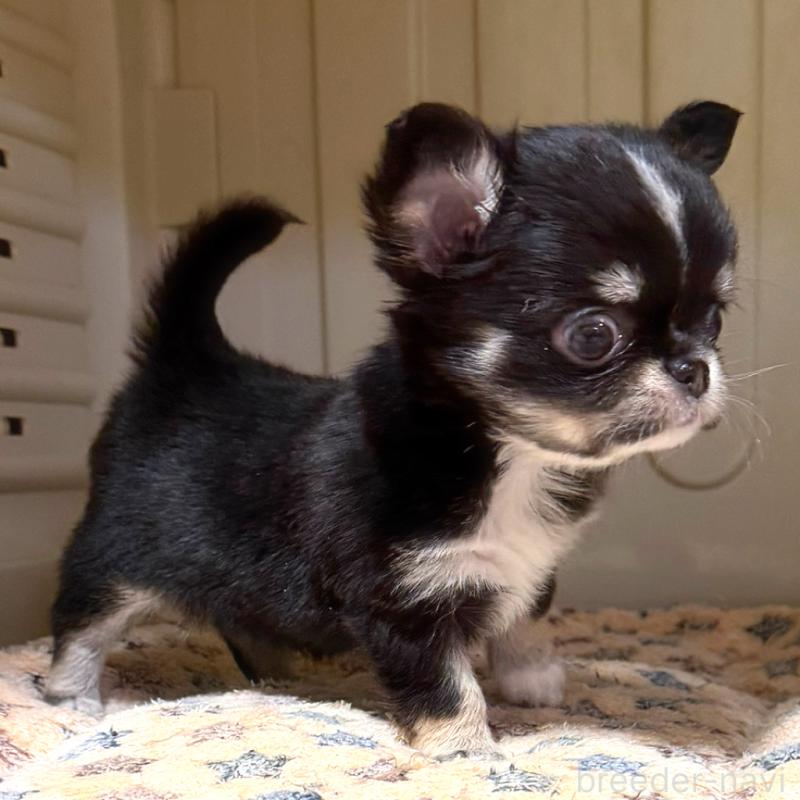 成約済の徳島県のチワワ(ロングコート)-436400の4枚目