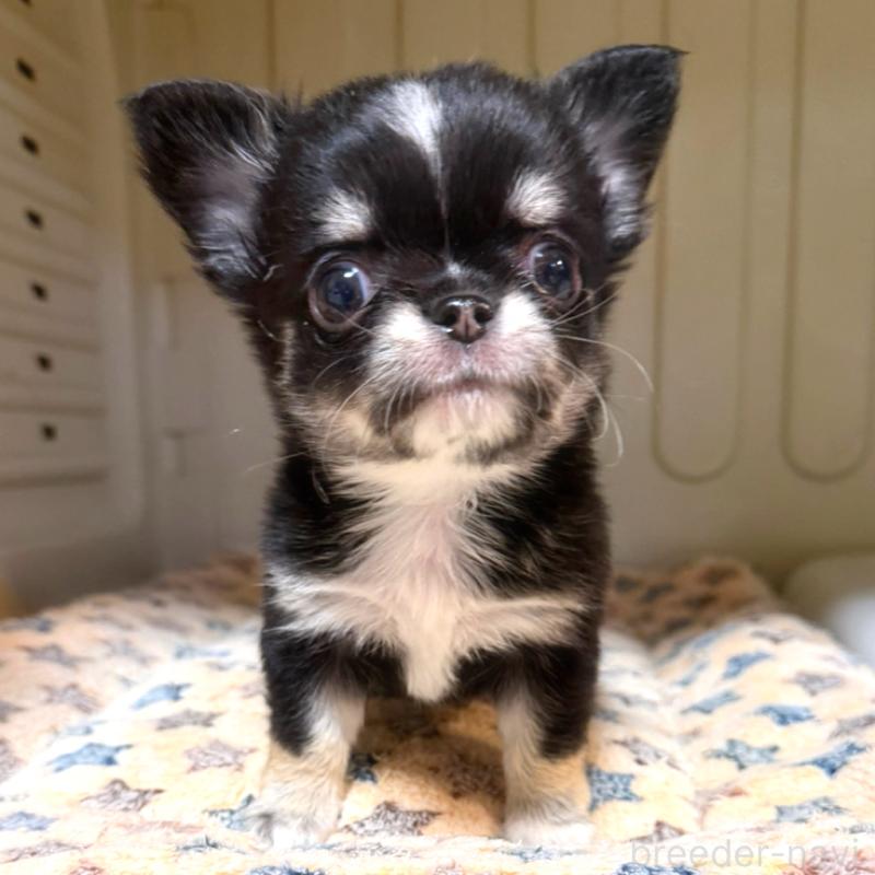 成約済の徳島県のチワワ(ロングコート)-436400の3枚目