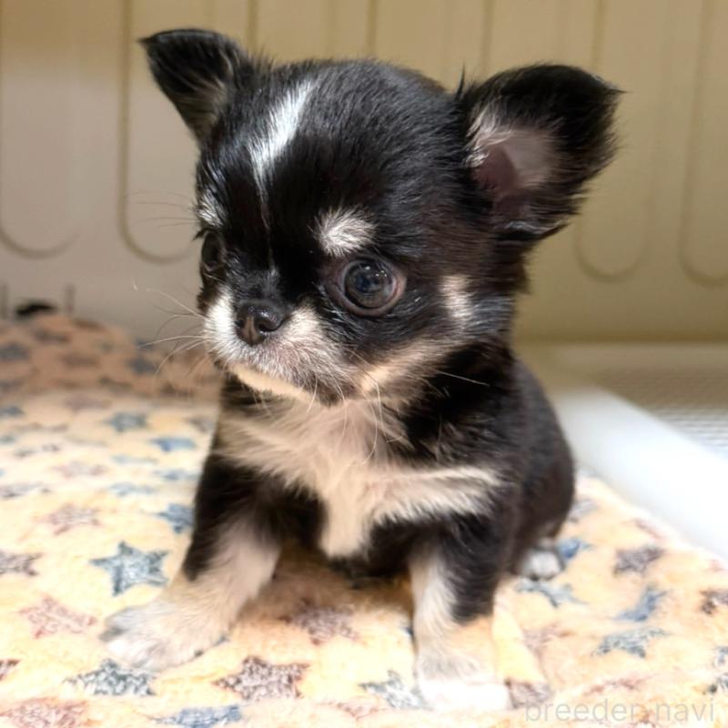 成約済の徳島県のチワワ(ロングコート)-436400の2枚目