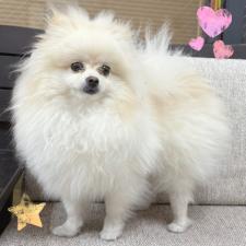♀︎ポメラニアン