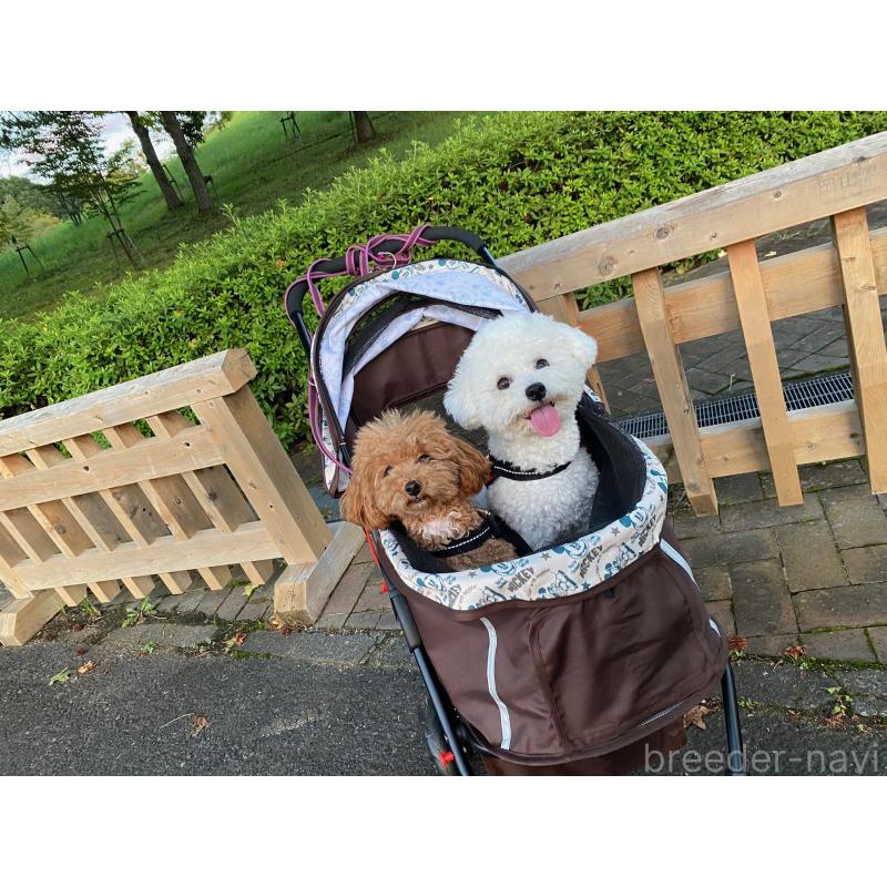 稲毛貴美ブリーダーの詳細