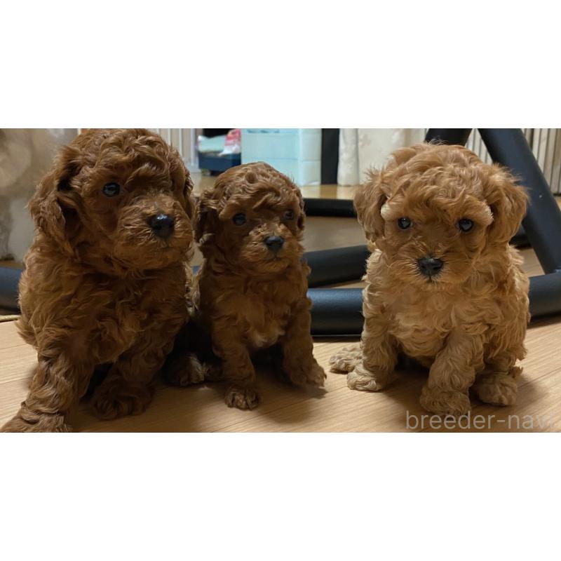 稲毛貴美ブリーダーの詳細