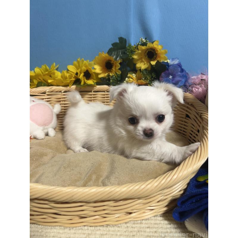 成約済の福岡県のチワワ(ロングコート)-435114の14枚目