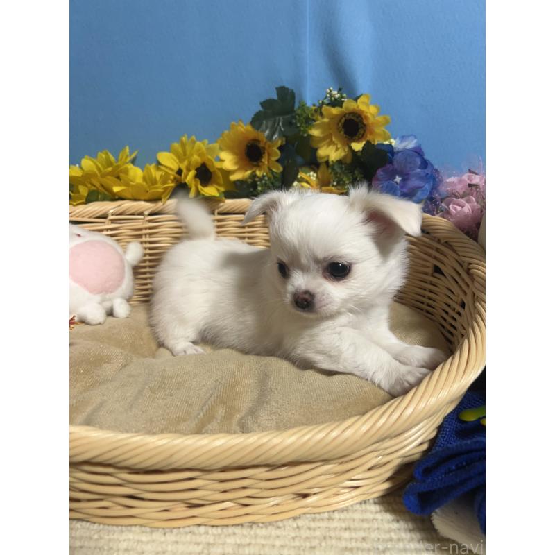 成約済の福岡県のチワワ(ロングコート)-435114の13枚目