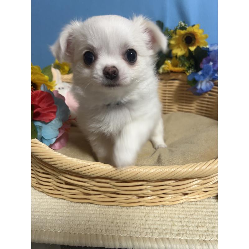 成約済の福岡県のチワワ(ロングコート)-435114の10枚目