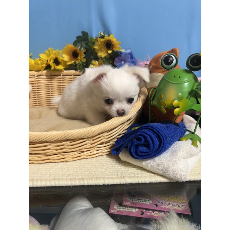 成約済の福岡県のチワワ(ロングコート)-435114の9枚目