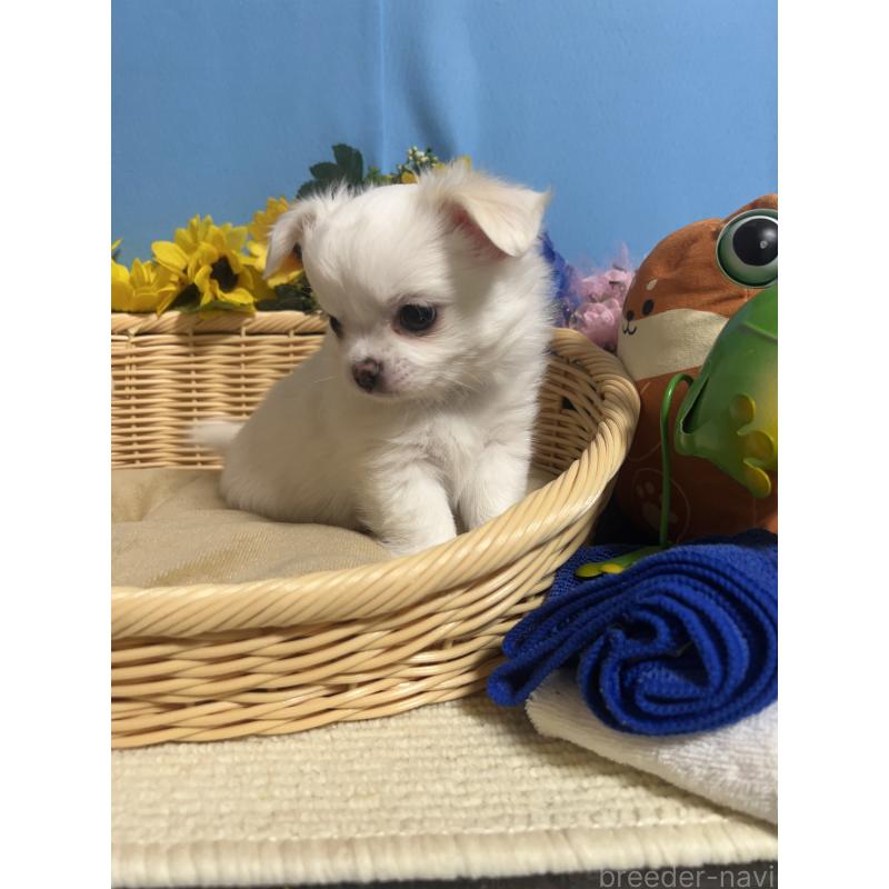 成約済の福岡県のチワワ(ロングコート)-435114の8枚目