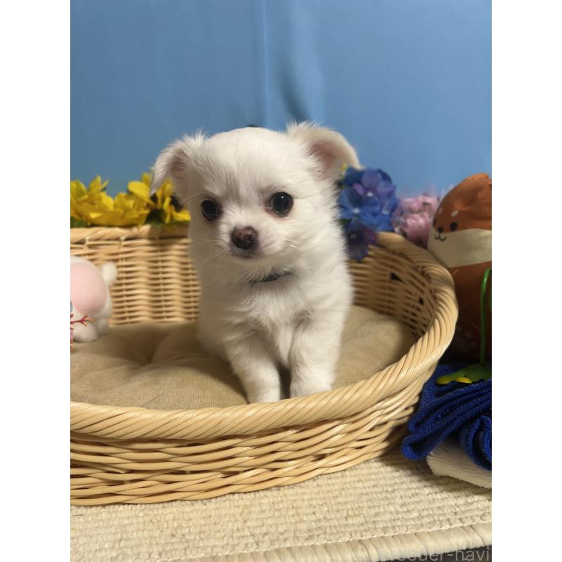 成約済の福岡県のチワワ(ロングコート)-435114の7枚目