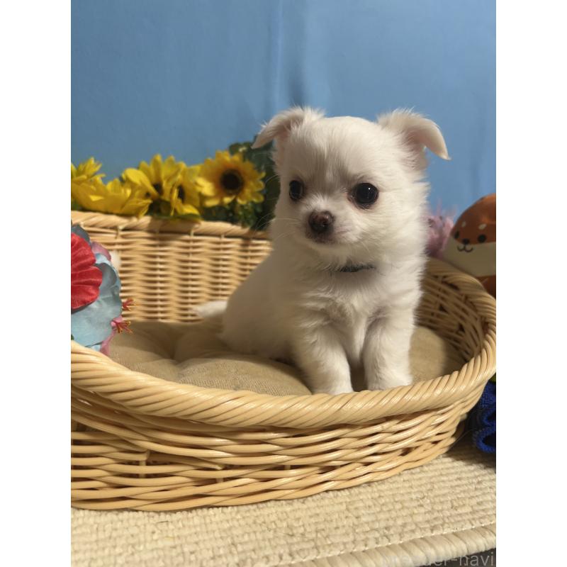 成約済の福岡県のチワワ(ロングコート)-435114の6枚目