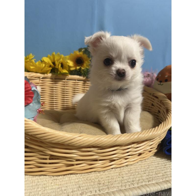 成約済の福岡県のチワワ(ロングコート)-435114の5枚目