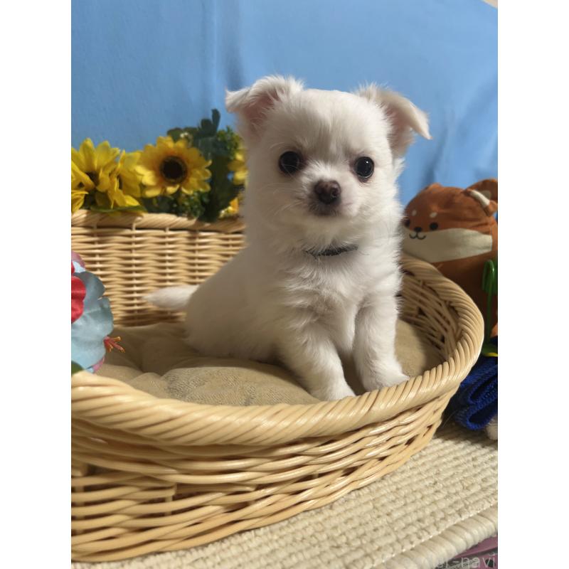 成約済の福岡県のチワワ(ロングコート)-435114の4枚目