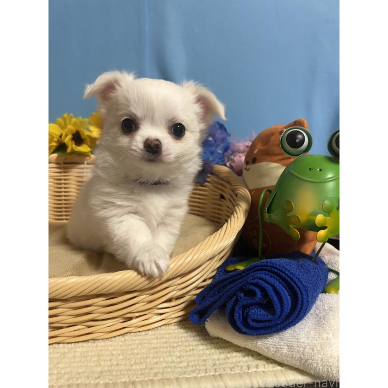 成約済の福岡県のチワワ(ロングコート)-435114の3枚目