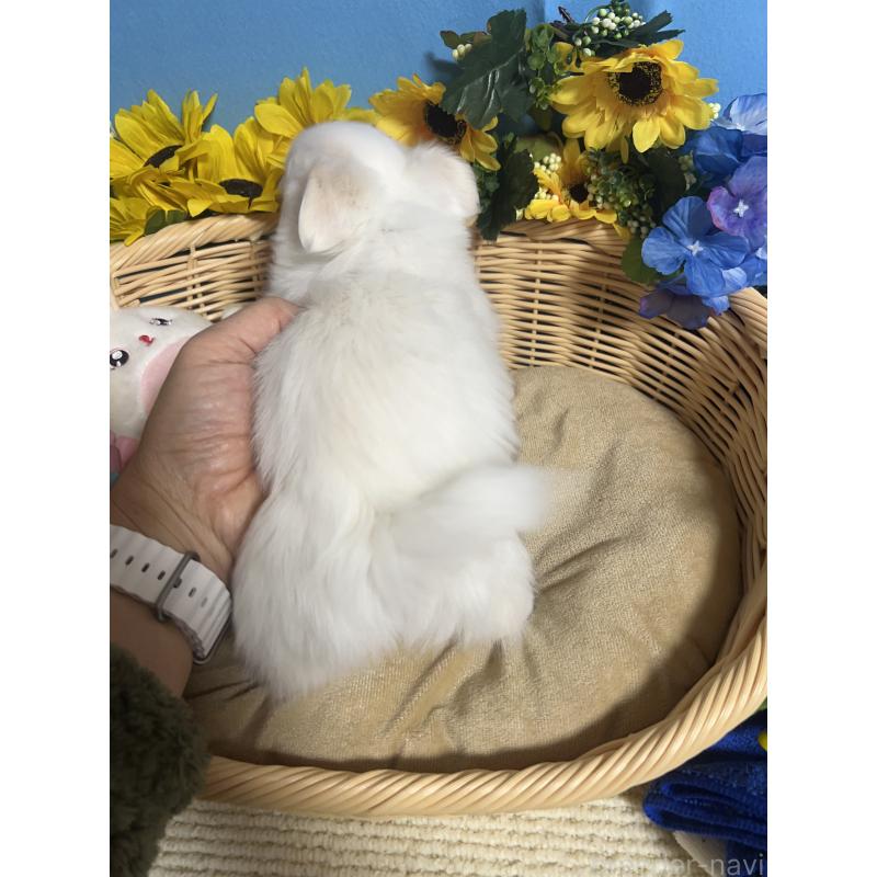 成約済の福岡県のチワワ(ロングコート)-435114の2枚目