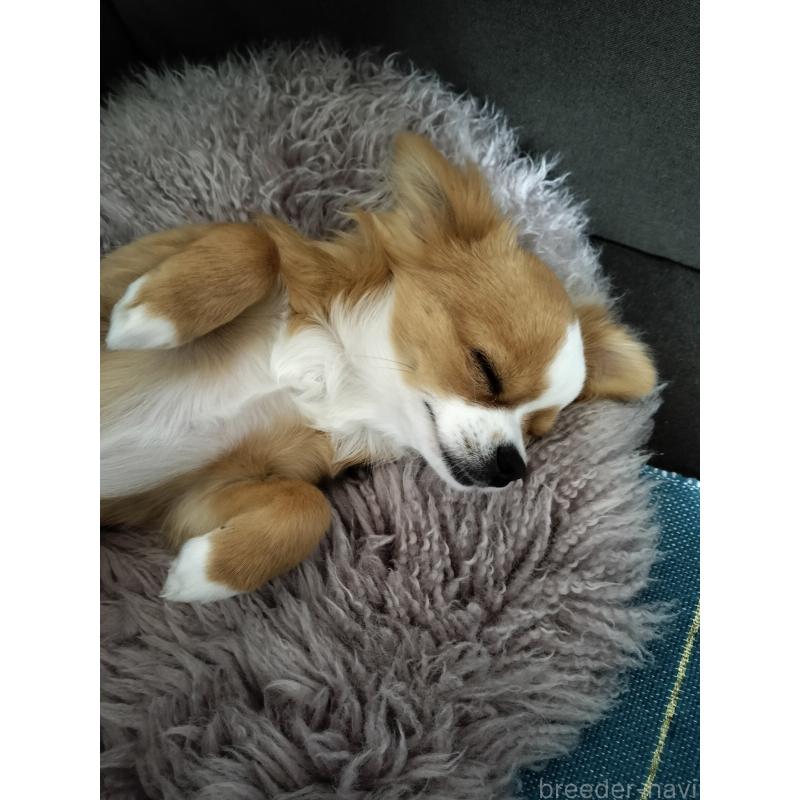 鶴原壮恭ブリーダーの詳細