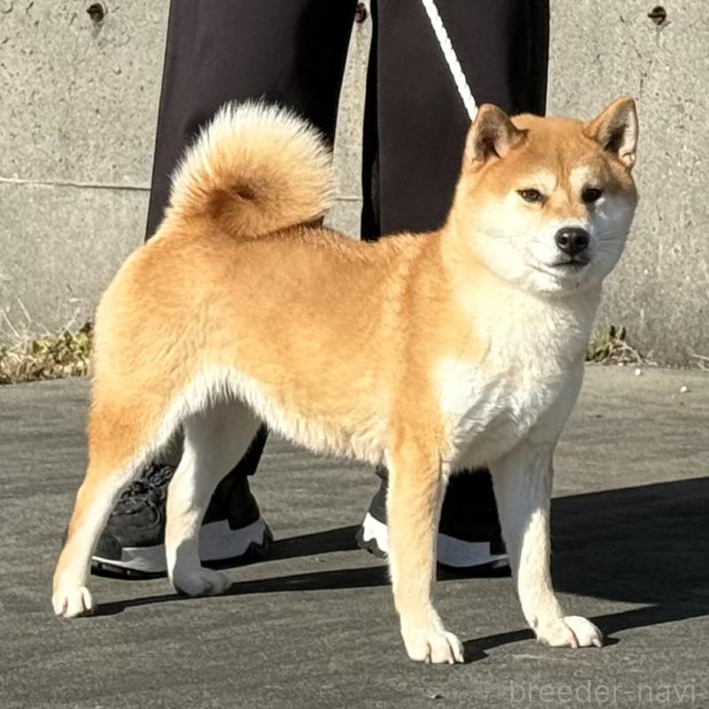 須田玖乃ブリーダーの詳細