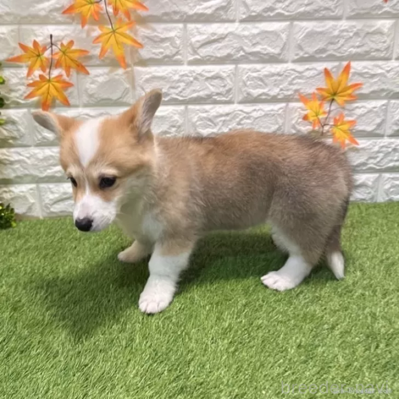 成約済の愛知県のウェルシュコーギーペンブローク-426375の5枚目