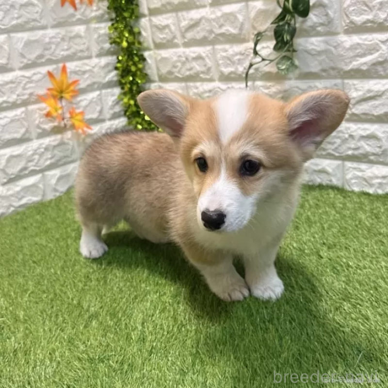 成約済の愛知県のウェルシュコーギーペンブローク-426375の4枚目