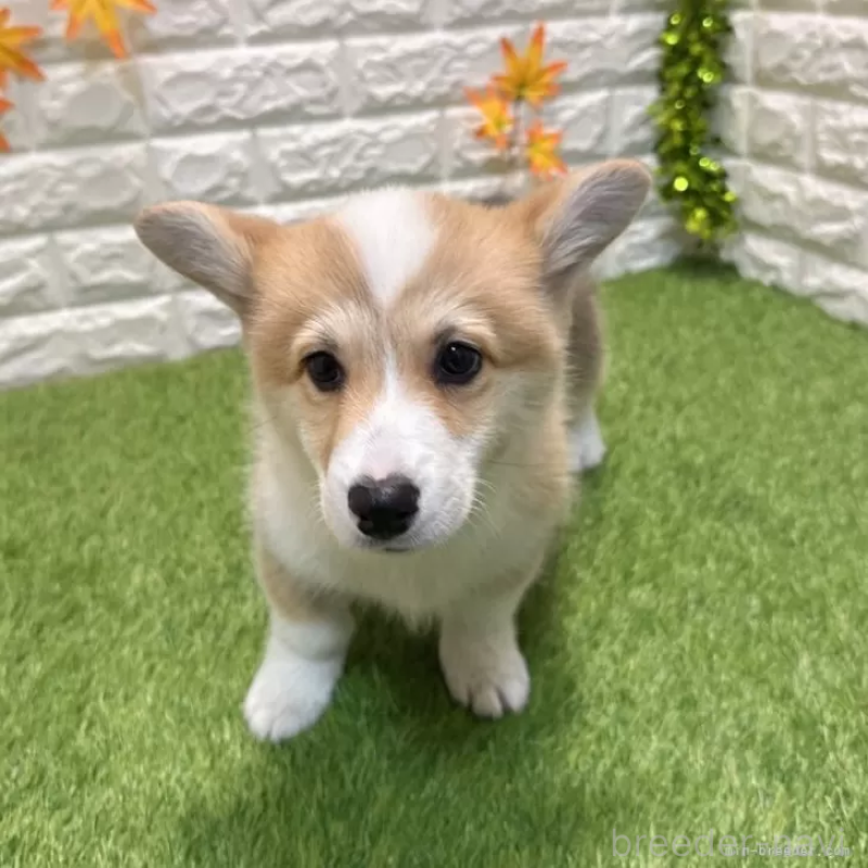 成約済の愛知県のウェルシュコーギーペンブローク-426375の3枚目