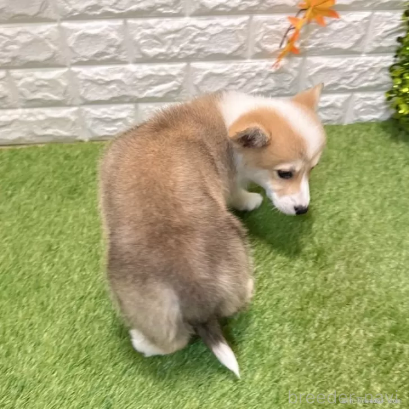 成約済の愛知県のウェルシュコーギーペンブローク-426375の2枚目