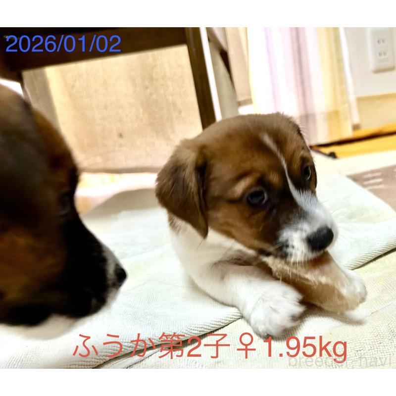 成約済の岡山県のジャックラッセルテリア-433900の2枚目