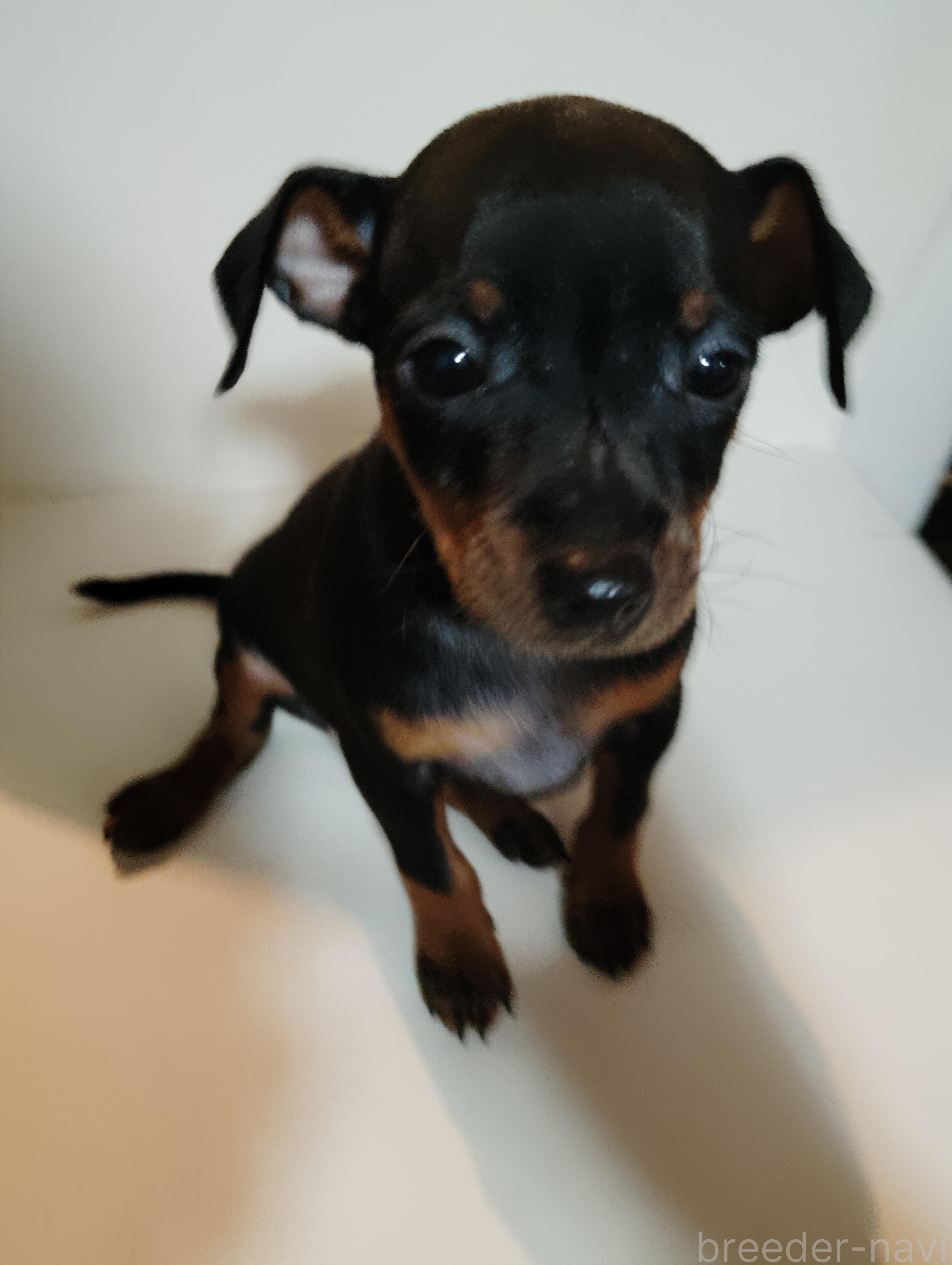 持田ブリーダー