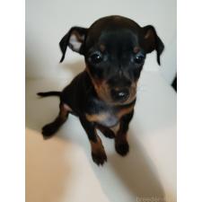 持田美奈子ブリーダー