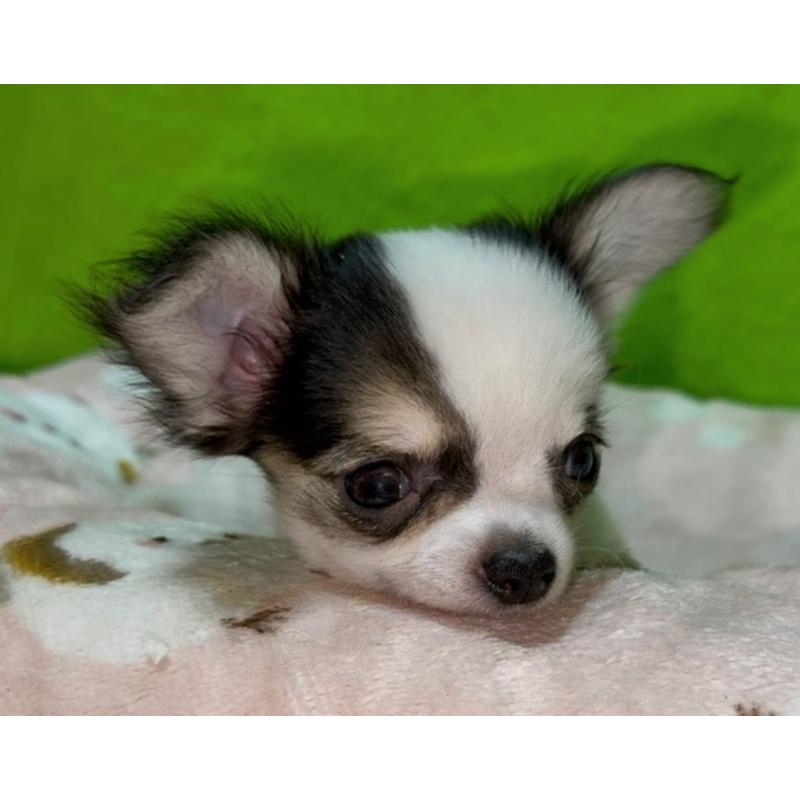 成約済の山口県のチワワ(ロングコート)-435724の2枚目