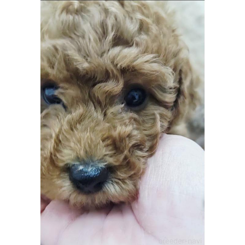 成約済の熊本県のタイニープードル-436010の5枚目