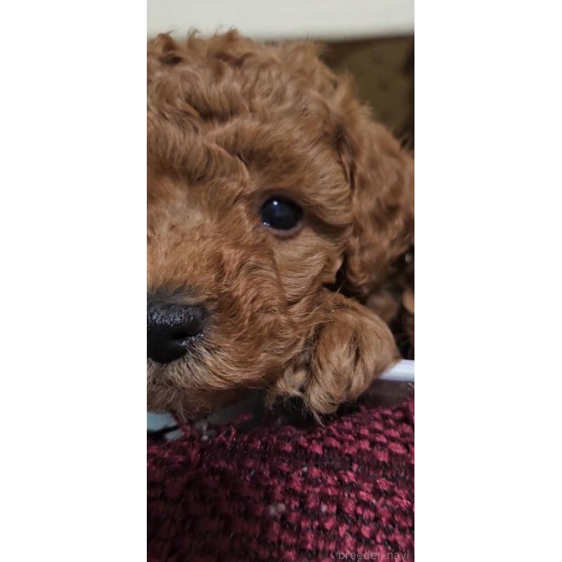 成約済の熊本県のタイニープードル-436010の4枚目