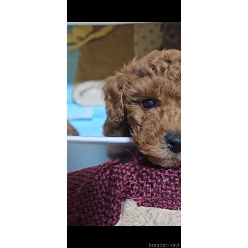 成約済の熊本県のタイニープードル-436010の3枚目