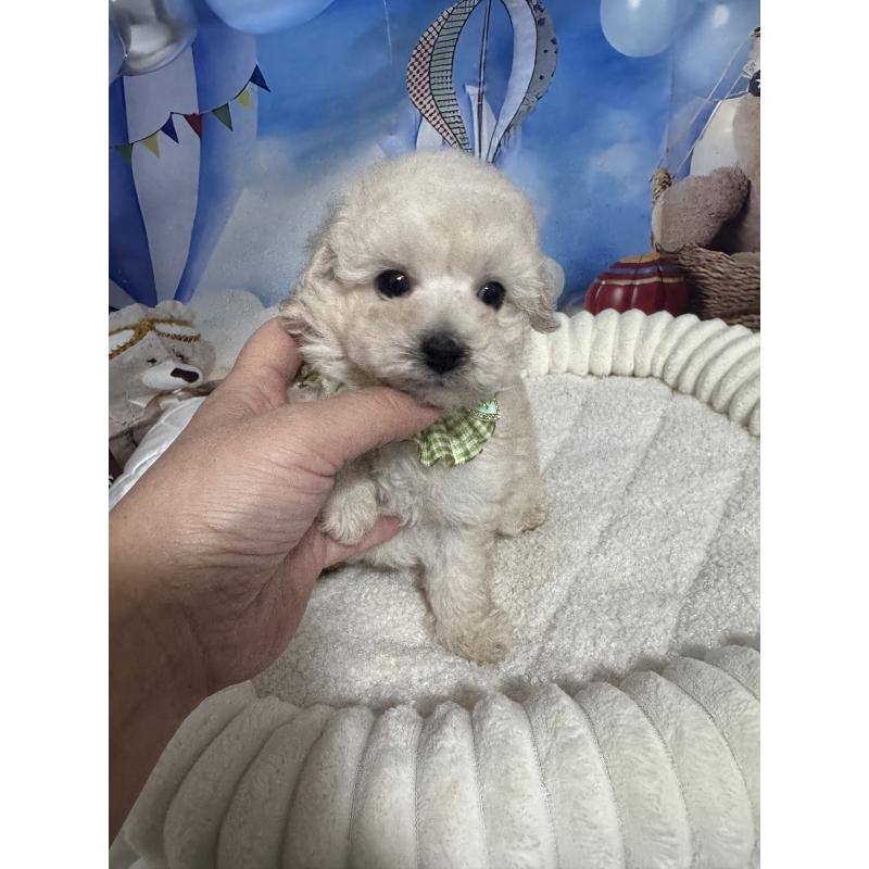 成約済の埼玉県のタイニープードル-435083の2枚目