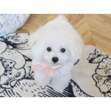 ♀︎ティーカッププードル