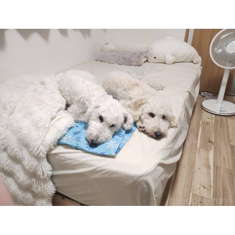 佐藤玲子ブリーダーの詳細