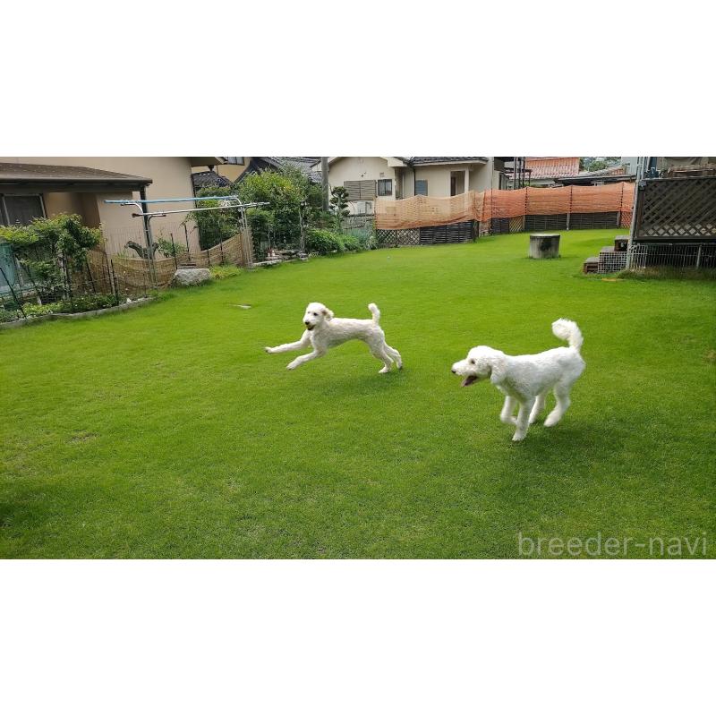 佐藤玲子ブリーダーの詳細