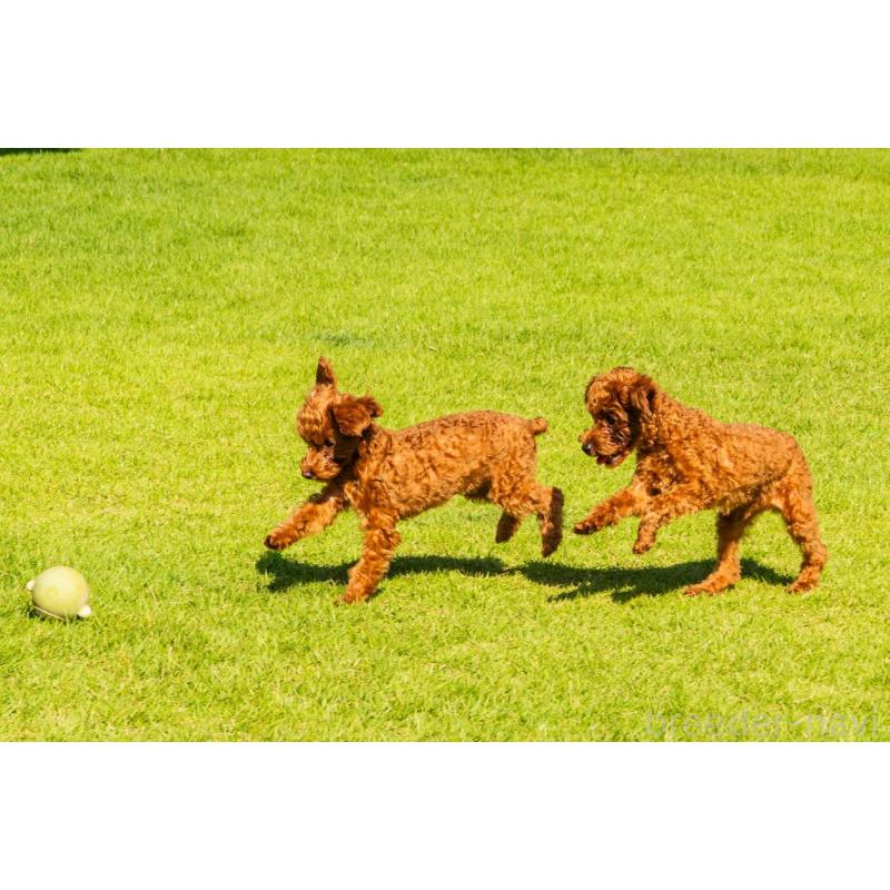 佐藤玲子ブリーダーの詳細