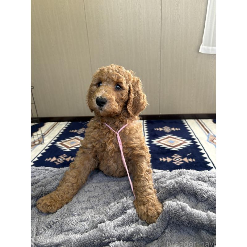 成約済の茨城県のスタンダードプードル-433635の4枚目