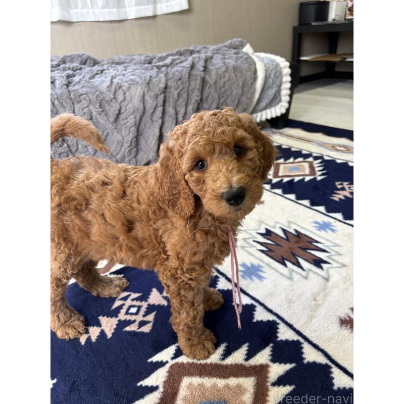 成約済の茨城県のスタンダードプードル-433635の3枚目